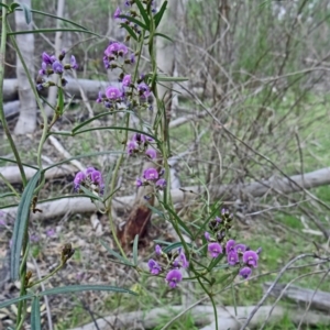 Glycine clandestina at Farrer Ridge - 6 Oct 2014