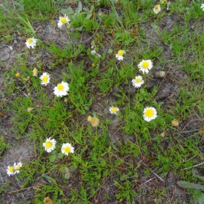 Calotis anthemoides (Chamomile Burr-daisy) at Farrer Ridge - 6 Oct 2014 by galah681