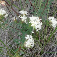 Pimelea linifolia (Slender Rice Flower) at Farrer Ridge - 6 Oct 2014 by galah681