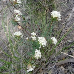 Pimelea linifolia at Farrer Ridge - 6 Oct 2014 04:37 PM