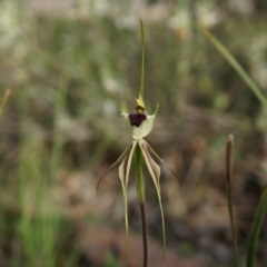 Caladenia atrovespa (Green-comb Spider Orchid) at Canberra Central, ACT - 5 Oct 2014 by AaronClausen