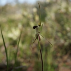 Caladenia atrovespa at Canberra Central, ACT - suppressed