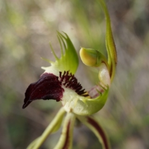 Caladenia atrovespa at Canberra Central, ACT - suppressed