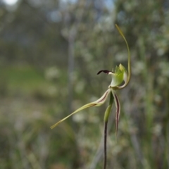 Caladenia atrovespa at Canberra Central, ACT - suppressed