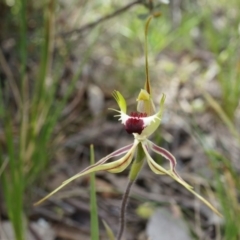 Caladenia atrovespa at Canberra Central, ACT - suppressed