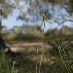 Caladenia atrovespa (Green-comb Spider Orchid) at Black Mountain - 5 Oct 2014 by AaronClausen