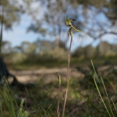 Caladenia atrovespa (Green-comb Spider Orchid) at Canberra Central, ACT - 5 Oct 2014 by AaronClausen