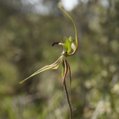 Caladenia atrovespa at Canberra Central, ACT - 6 Oct 2014