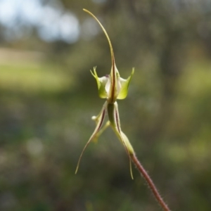 Caladenia atrovespa at Canberra Central, ACT - 6 Oct 2014