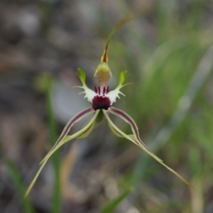 Caladenia atrovespa at Canberra Central, ACT - 6 Oct 2014