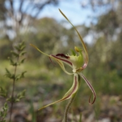 Caladenia atrovespa at Canberra Central, ACT - 6 Oct 2014