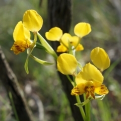 Diuris nigromontana (Black Mountain Leopard Orchid) at Black Mountain - 5 Oct 2014 by AaronClausen