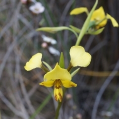 Diuris nigromontana (Black Mountain Leopard Orchid) at Black Mountain - 5 Oct 2014 by AaronClausen