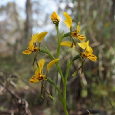 Diuris nigromontana (Black Mountain Leopard Orchid) at Point 5204 - 5 Oct 2014 by AaronClausen
