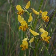 Diuris nigromontana (Black Mountain Leopard Orchid) at Black Mountain - 5 Oct 2014 by AaronClausen