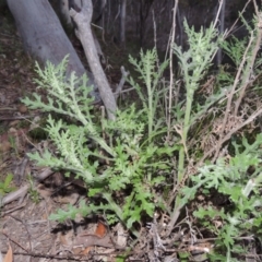 Senecio bathurstianus (Rough Fireweed) at Conder, ACT - 2 Oct 2014 by MichaelBedingfield