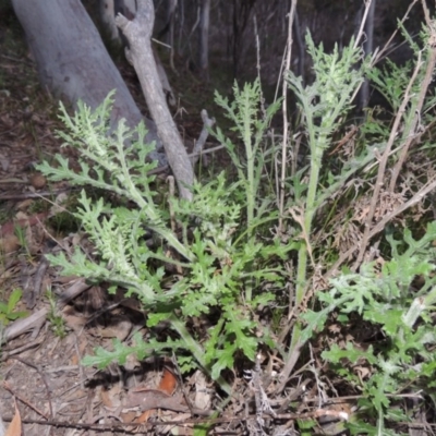 Senecio bathurstianus (Rough Fireweed) at Conder, ACT - 2 Oct 2014 by MichaelBedingfield