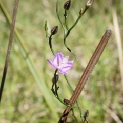 Thysanotus patersonii (Twining Fringe Lily) at Black Mountain - 6 Oct 2014 by AaronClausen