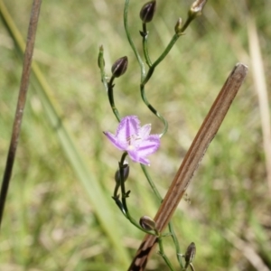 Thysanotus patersonii at Bruce, ACT - 6 Oct 2014 01:18 PM