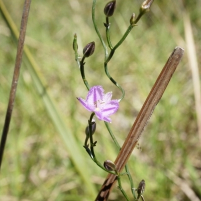 Thysanotus patersonii (Twining Fringe Lily) at Bruce, ACT - 6 Oct 2014 by AaronClausen