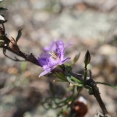 Thysanotus patersonii (Twining Fringe Lily) at Black Mountain - 6 Oct 2014 by AaronClausen