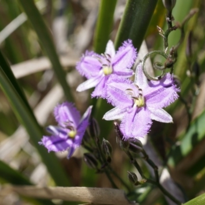 Thysanotus patersonii (Twining Fringe Lily) at Black Mountain - 6 Oct 2014 by AaronClausen