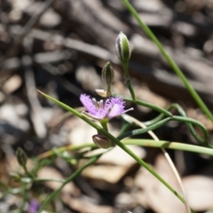 Thysanotus patersonii (Twining Fringe Lily) at Black Mountain - 6 Oct 2014 by AaronClausen