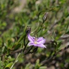 Thysanotus patersonii (Twining Fringe Lily) at Black Mountain - 6 Oct 2014 by AaronClausen