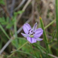 Thysanotus patersonii (Twining Fringe Lily) at Black Mountain - 5 Oct 2014 by AaronClausen