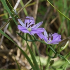 Thysanotus patersonii (Twining Fringe Lily) at Canberra Central, ACT - 5 Oct 2014 by AaronClausen