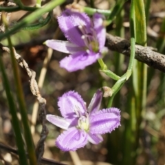 Thysanotus patersonii (Twining Fringe Lily) at Black Mountain - 5 Oct 2014 by AaronClausen