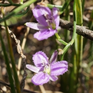 Thysanotus patersonii at Canberra Central, ACT - 6 Oct 2014