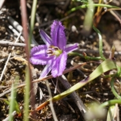 Thysanotus patersonii (Twining Fringe Lily) at Black Mountain - 5 Oct 2014 by AaronClausen