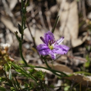 Thysanotus patersonii at Canberra Central, ACT - 6 Oct 2014 10:30 AM