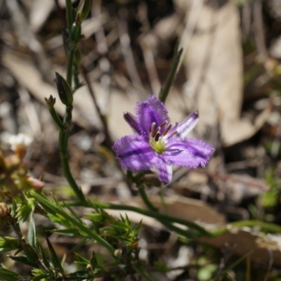 Thysanotus patersonii (Twining Fringe Lily) at Canberra Central, ACT - 5 Oct 2014 by AaronClausen