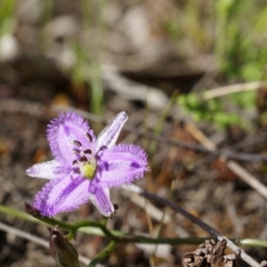 Thysanotus patersonii at Canberra Central, ACT - 6 Oct 2014