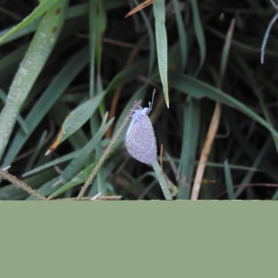Zizina otis (Common Grass-Blue) at Jerrabomberra Wetlands - 5 Mar 2016 by RyuCallaway
