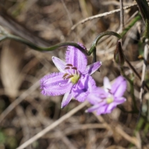 Thysanotus patersonii at Canberra Central, ACT - 6 Oct 2014