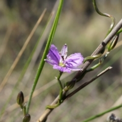 Thysanotus patersonii (Twining Fringe Lily) at Canberra Central, ACT - 6 Oct 2014 by AaronClausen