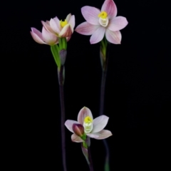 Thelymitra carnea (Tiny Sun Orchid) at Bruce, ACT - 6 Oct 2014 by TobiasHayashi