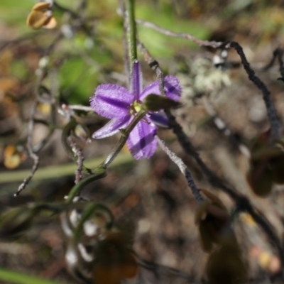 Thysanotus patersonii (Twining Fringe Lily) at Black Mountain - 5 Oct 2014 by AaronClausen