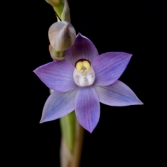 Thelymitra pauciflora (Slender Sun Orchid) at Black Mountain - 6 Oct 2014 by TobiasHayashi