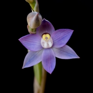 Thelymitra pauciflora at Bruce, ACT - 6 Oct 2014