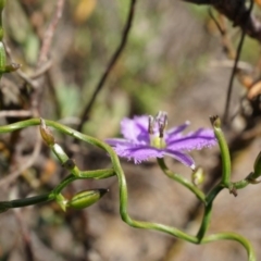 Thysanotus patersonii (Twining Fringe Lily) at Black Mountain - 5 Oct 2014 by AaronClausen