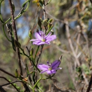 Thysanotus patersonii at Canberra Central, ACT - 6 Oct 2014