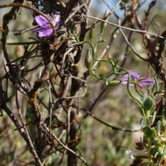 Thysanotus patersonii (Twining Fringe Lily) at Canberra Central, ACT - 5 Oct 2014 by AaronClausen