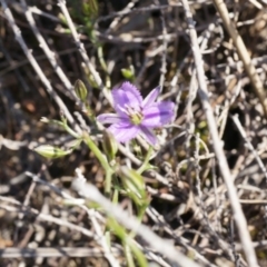 Thysanotus patersonii (Twining Fringe Lily) at Canberra Central, ACT - 5 Oct 2014 by AaronClausen