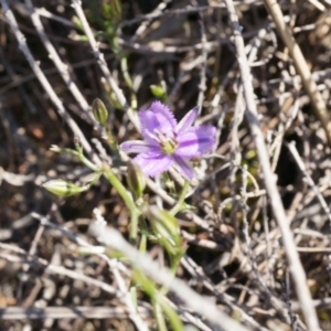 Thysanotus patersonii at Canberra Central, ACT - 6 Oct 2014