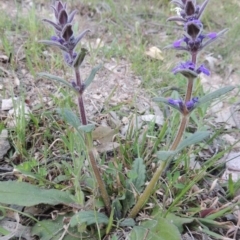 Ajuga australis (Austral Bugle) at Conder, ACT - 2 Oct 2014 by michaelb