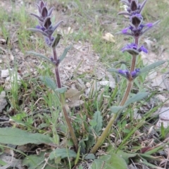 Ajuga australis (Austral Bugle) at Rob Roy Range - 2 Oct 2014 by michaelb